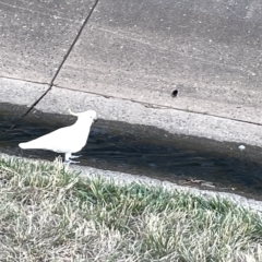 Cacatua galerita at Lyneham, ACT - 22 Mar 2023 06:52 PM