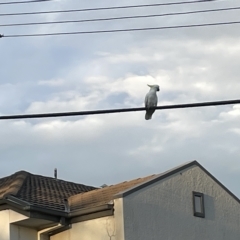 Cacatua galerita at Lyneham, ACT - 22 Mar 2023