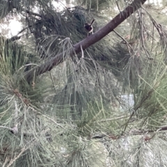 Malurus cyaneus at Lyneham, ACT - 22 Mar 2023