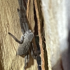 Deleninae (subfamily) (A huntsman spider) at Lyneham, ACT - 22 Mar 2023 by Hejor1