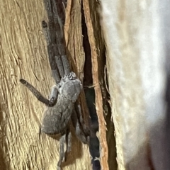 Unidentified Huntsman spider (Sparassidae) at Lyneham, ACT - 22 Mar 2023 by Hejor1