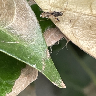 Dieuches sp. (genus) (Black and White Seed Bug) at Canberra, ACT - 22 Mar 2023 by Hejor1