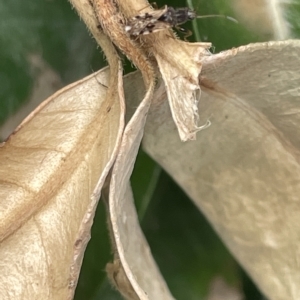 Dieuches sp. (genus) at Canberra, ACT - 22 Mar 2023