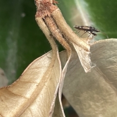 Dieuches sp. (genus) at Canberra, ACT - 22 Mar 2023