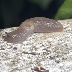 Deroceras sp. (genus) (A Slug or Snail) at City Renewal Authority Area - 22 Mar 2023 by Hejor1