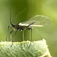 Aphididae (family) (Unidentified aphid) at Canberra, ACT - 22 Mar 2023 by Hejor1