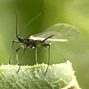 Aphididae (family) at Canberra, ACT - 22 Mar 2023 12:20 PM