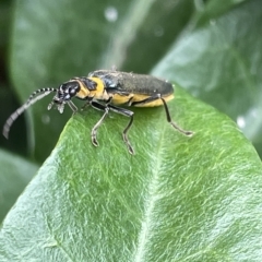 Chauliognathus lugubris (Plague Soldier Beetle) at Canberra, ACT - 22 Mar 2023 by Hejor1