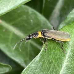 Chauliognathus lugubris at Canberra, ACT - 22 Mar 2023 12:24 PM