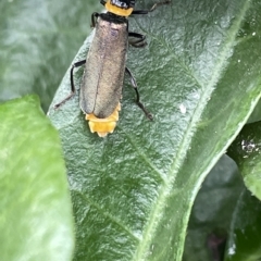 Chauliognathus lugubris at Canberra, ACT - 22 Mar 2023