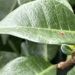 Anystidae (family) at Canberra, ACT - 22 Mar 2023