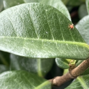 Anystidae (family) at Canberra, ACT - 22 Mar 2023