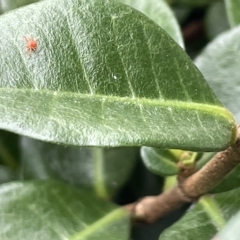 Anystidae (family) at Canberra, ACT - 22 Mar 2023