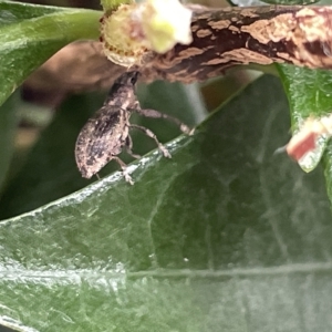 Naupactus cervinus at Canberra, ACT - 22 Mar 2023