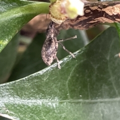 Naupactus cervinus at Canberra, ACT - 22 Mar 2023