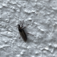 Diptera (order) (TBC) at Canberra, ACT - 22 Mar 2023 by Hejor1