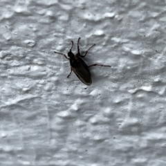 Bibionidae (family) at Canberra, ACT - 22 Mar 2023