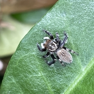 Maratus griseus at Canberra, ACT - 22 Mar 2023 12:48 PM