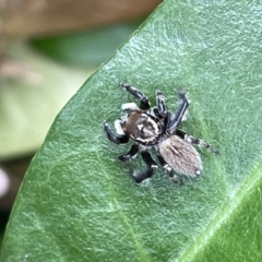 Unidentified Jumping & peacock spider (Salticidae) (TBC) at Canberra, ACT - 22 Mar 2023 by Hejor1