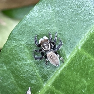 Maratus griseus at Canberra, ACT - 22 Mar 2023 12:48 PM