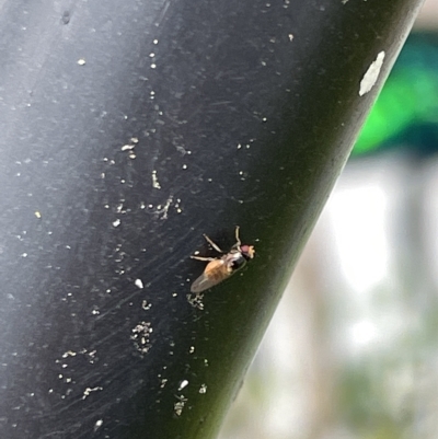 Unidentified Other true fly at Canberra, ACT - 22 Mar 2023 by Hejor1