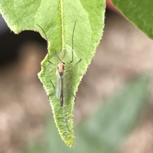 Chironomidae (family) at Canberra, ACT - 22 Mar 2023 12:13 PM