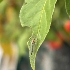 Chironomidae (family) at Canberra, ACT - 22 Mar 2023 12:13 PM