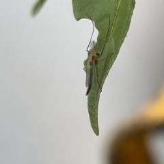 Chironomidae (family) at Canberra, ACT - 22 Mar 2023 12:13 PM