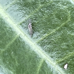 Chironomidae (family) at Canberra, ACT - 22 Mar 2023