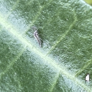 Chironomidae (family) at Canberra, ACT - 22 Mar 2023