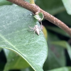 Oxyopes sp. (genus) (Lynx spider) at City Renewal Authority Area - 22 Mar 2023 by Hejor1