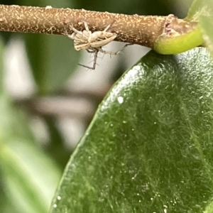 Oxyopes sp. (genus) at Canberra, ACT - 22 Mar 2023