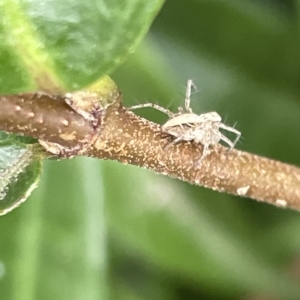 Oxyopes sp. (genus) at Canberra, ACT - 22 Mar 2023