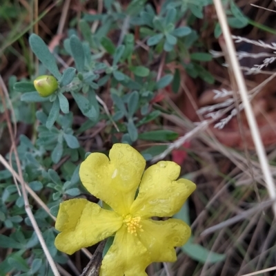 Hibbertia obtusifolia (Grey Guinea-flower) at Paddys River, ACT - 22 Mar 2023 by KumikoCallaway