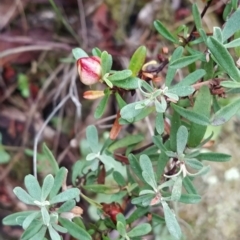 Hibbertia obtusifolia at Paddys River, ACT - 22 Mar 2023