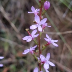 Stylidium (genus) (Trigger Plant) at Paddys River, ACT - 22 Mar 2023 by KumikoCallaway