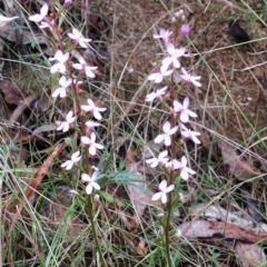 Stylidium sp. at Paddys River, ACT - 22 Mar 2023