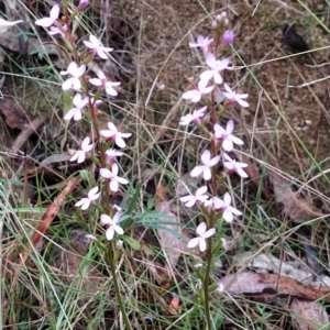 Stylidium sp. at Paddys River, ACT - 22 Mar 2023