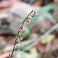 Gonocarpus tetragynus (Common Raspwort) at Tidbinbilla Nature Reserve - 22 Mar 2023 by KumikoCallaway