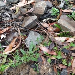 Gonocarpus tetragynus at Paddys River, ACT - 22 Mar 2023