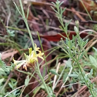 Pimelea curviflora (Curved Rice-flower) at Paddys River, ACT - 22 Mar 2023 by KumikoCallaway