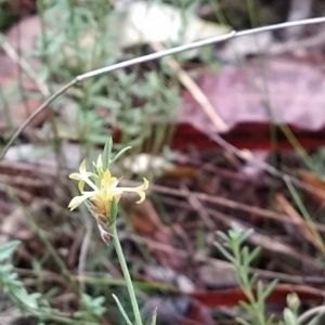 Pimelea curviflora at Paddys River, ACT - 22 Mar 2023 12:34 PM