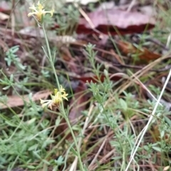 Pimelea curviflora at Paddys River, ACT - 22 Mar 2023 12:34 PM