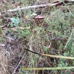Pimelea curviflora at Paddys River, ACT - 22 Mar 2023