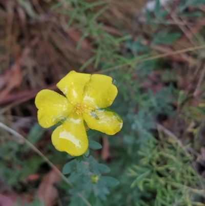 Hibbertia obtusifolia (Grey Guinea-flower) at Paddys River, ACT - 22 Mar 2023 by KumikoCallaway