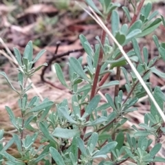 Hibbertia obtusifolia at Paddys River, ACT - 22 Mar 2023