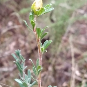 Hibbertia obtusifolia at Paddys River, ACT - 22 Mar 2023