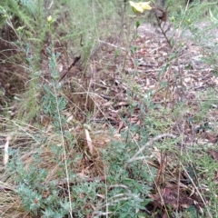 Hibbertia obtusifolia at Paddys River, ACT - 22 Mar 2023