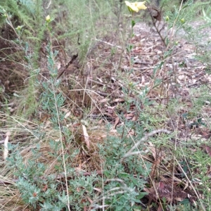 Hibbertia obtusifolia at Paddys River, ACT - 22 Mar 2023