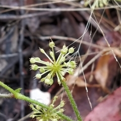 Hydrocotyle laxiflora (Stinking Pennywort) at Paddys River, ACT - 22 Mar 2023 by KumikoCallaway